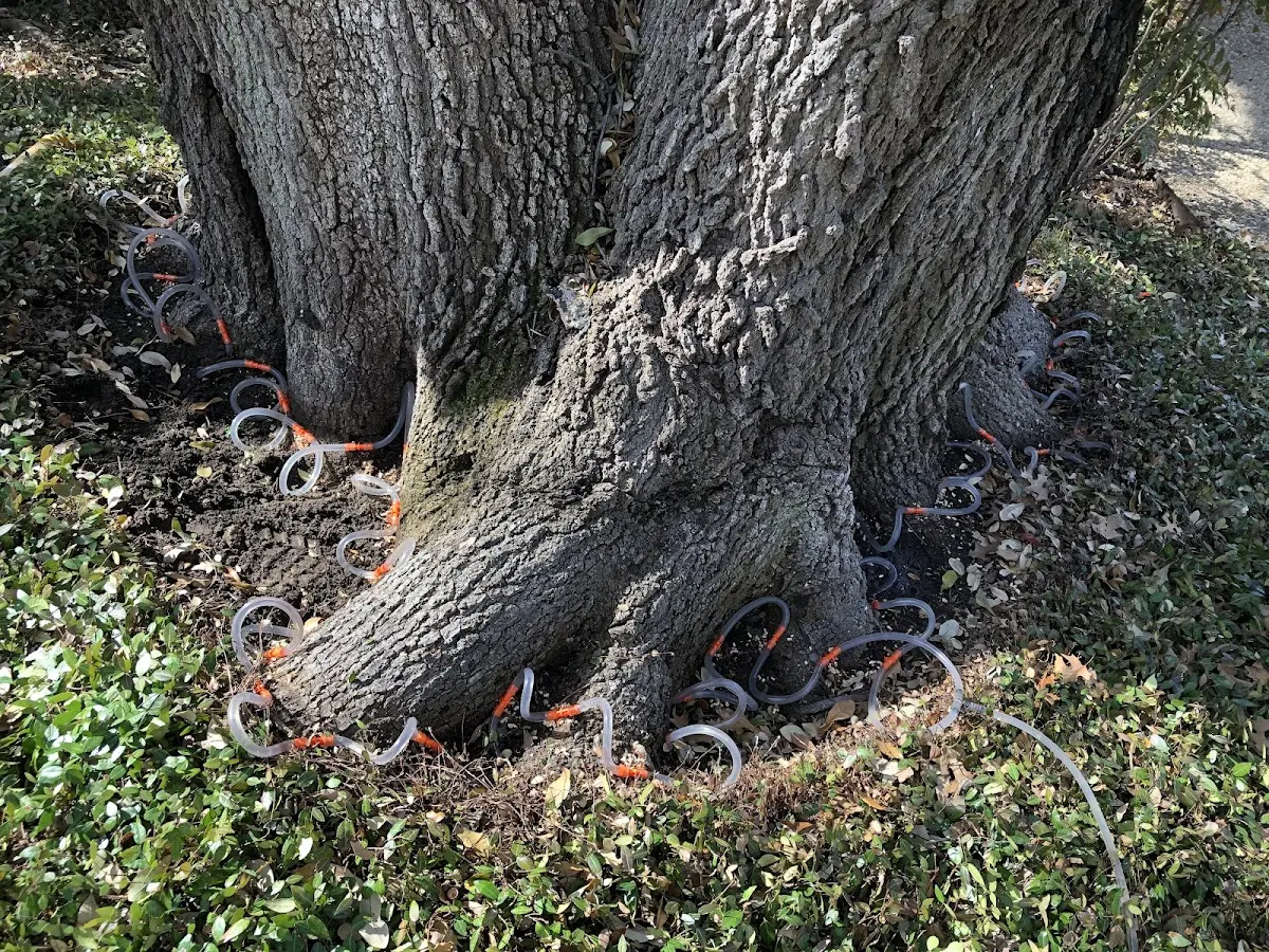 Detailed Shrub and Hedge Trimming job site in Matagorda