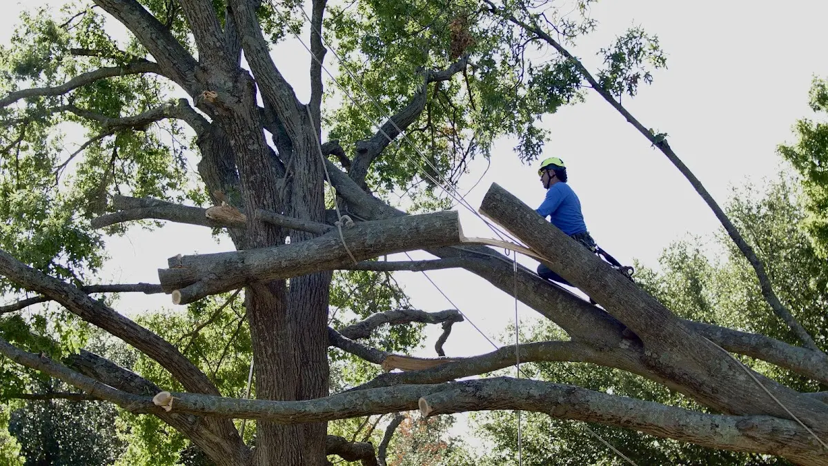 Professional Hazardous Tree Removal performed by certified arborists in Matagorda