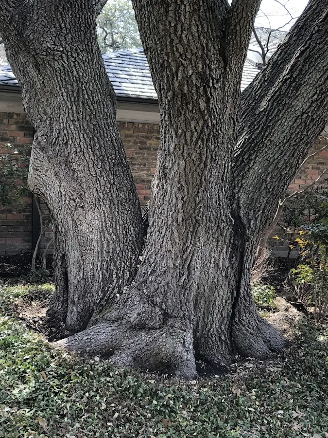 Mature heritage tree close to a Matagorda property cared for by certified arborists